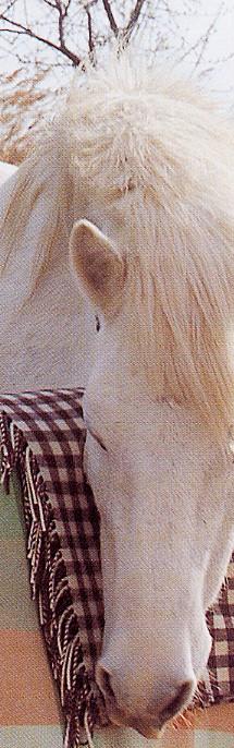 Camarque, plaid, merinos, Brun de Vian-Tiran (Frankrijk) - Afbeelding 11