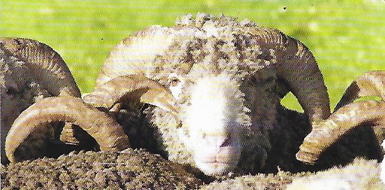 Camargue, deken, 100% merinos wol, Brun de Vian-Tiran (Frankrijk) - Afbeelding 14